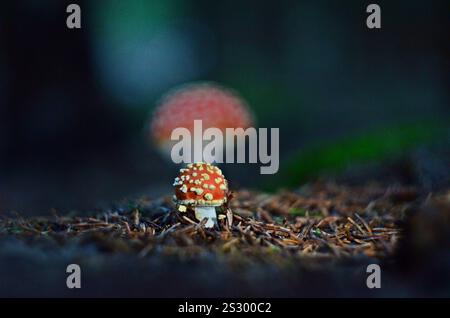 Fliegenpilz (Amanita muscaria) wächst in den Tiefen des Waldes im ungarischen Berggebiet. Stockfoto