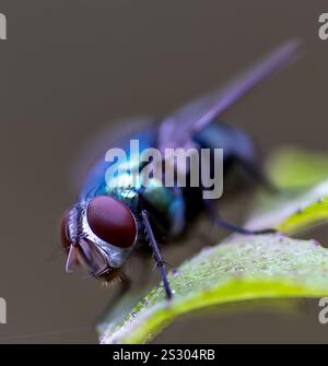 Makrofoto einer farbenfrohen Fliege mit scharfem Fokus auf ihrem komplizierten Auge Stockfoto