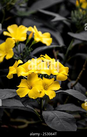 Leuchtende gelbe Blüten heben sich auf einem auffälligen, kontrastfarbenen Canvas hervor Stockfoto