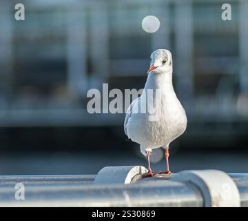 Curios Schwarzkopf-Möwen-Porträt vor einem verschwommenen Stadtgrund an einem sonnigen Wintertag in Limerick City, Irland Stockfoto