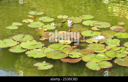 Lithobates pipipiens früher Rana pipipiens, bekannt als der nördliche Leopardenfrosch auf Lilienpads, Italien, Europa Stockfoto
