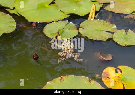 Lithobates pipipiens früher Rana pipipiens, bekannt als der nördliche Leopardenfrosch auf Lilienpads, Italien, Europa Stockfoto
