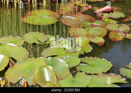 Lithobates pipipiens früher Rana pipipiens, bekannt als der nördliche Leopardenfrosch auf Lilienpads, Italien, Europa Stockfoto