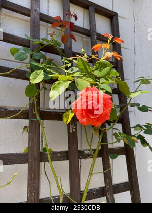Eine Rose klettert auf Gitter, um die Sonne zu finden Stockfoto
