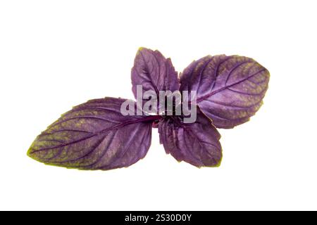 Ast des roten rubin-Basilikums von oben. Stamm mit frischen Blättern von Ocimum basilicum purpurascens Stockfoto