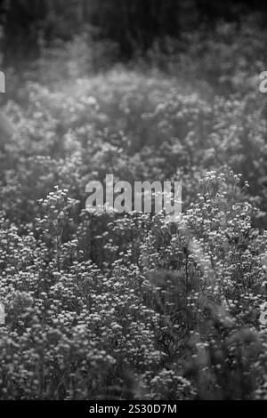Ein Schwarzweiß-Bild eines Gänsefeldes, das die zeitlose Schönheit dieser zarten Blumen in einer friedlichen und ruhigen natürlichen Umgebung einfängt Stockfoto