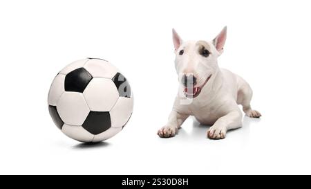 Der White Miniature Bull Terrier liegt neben dem Hund mit verspieltem, fröhlichem Fußball. Vor weißem Studiohintergrund. Stockfoto