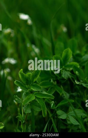 Eine Nahaufnahme von Kleeblättern, die in üppig grünem Gras verstreut sind und die Schönheit der Natur und das lebendige Grün der Natur einfangen Stockfoto
