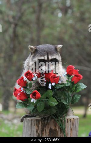 Charmanter Waschbär wirkt spielerisch mit leuchtenden roten Rosen und zarten weißen Blumen, eine skurrile Waldszene, die perfekt für fesselnde Grafiken ist. Stockfoto
