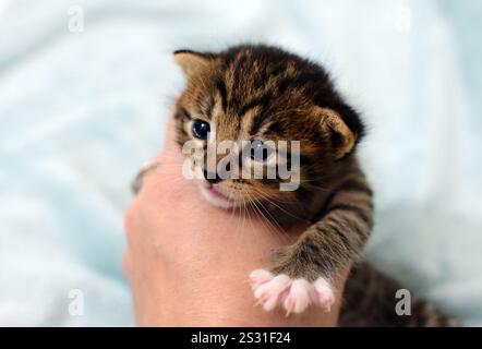 Ein Mann hält ein süßes kleines Kätzchen in den Händen. Tabby-Kätzchen der kurilianischen Bobtail-Rasse mit kurzem Schwanz Stockfoto