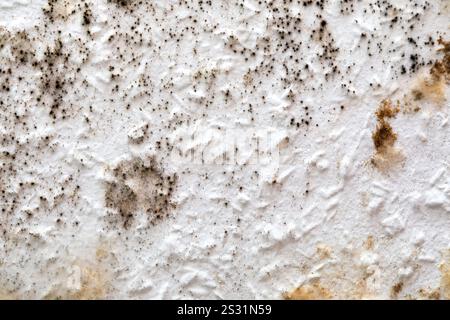 Schwarze Form an der Innenwand, die repariert werden muss Stockfoto