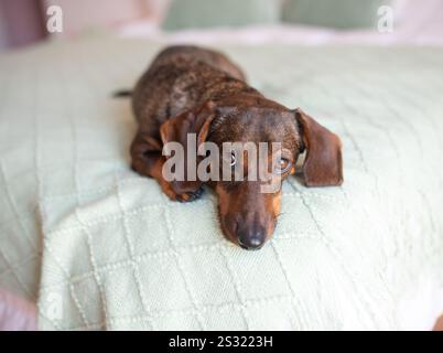 Ein Dackel mit einem leicht grauen Maul liegt auf dem Bett und sieht schuldig aus. Stockfoto