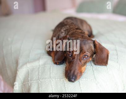 Niedlicher brauner Hundedackel, der auf dem Bett liegt. Stockfoto