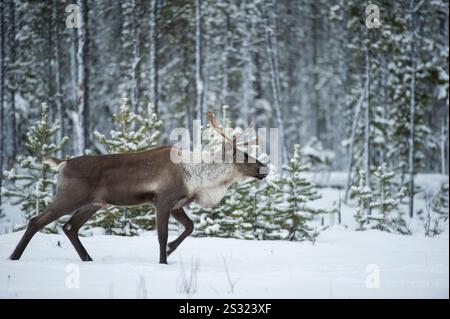 Bedrohte/gefährdete Waldgebiete Caribou (Rangifer tarandus caribou) im Wald in British Columbia, Kanada in der Nähe von Wolfsschlachtgebieten Stockfoto