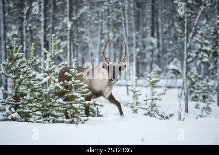 Bedrohte/gefährdete Waldgebiete Caribou (Rangifer tarandus caribou) im Wald in British Columbia, Kanada in der Nähe von Wolfsschlachtgebieten Stockfoto