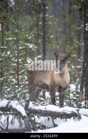 Bedrohte/gefährdete Waldgebiete Caribou (Rangifer tarandus caribou) im Wald in British Columbia, Kanada in der Nähe von Wolfsschlachtgebieten Stockfoto