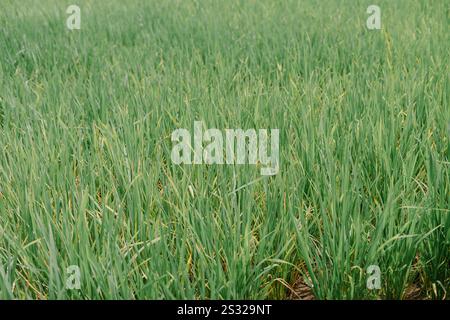 Nahaufnahme der üppigen grünen Reisfelder mit lebendigem Wachstum und detaillierter Textur der Pflanzen in einer ruhigen ländlichen Umgebung Stockfoto