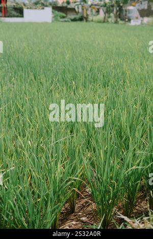 Nahaufnahme der üppigen grünen Reisfelder mit lebendigem Wachstum und detaillierter Textur der Pflanzen in einer ruhigen ländlichen Umgebung Stockfoto