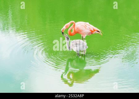 Amerikanische Flamingomutter (Phoenicopterus ruber) füttert ein Küken, während sie zusammen in einem See steht Stockfoto