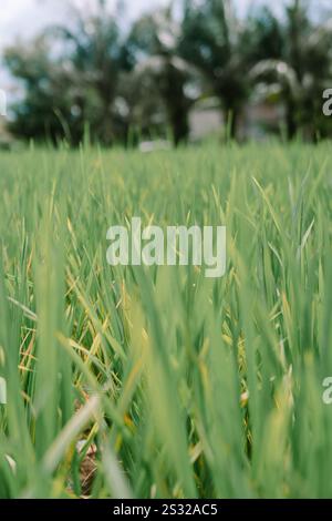 Nahaufnahme der üppigen grünen Reisfelder mit lebendigem Wachstum und detaillierter Textur der Pflanzen in einer ruhigen ländlichen Umgebung Stockfoto