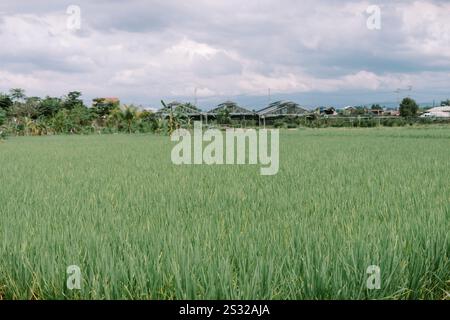 Nahaufnahme der üppigen grünen Reisfelder mit lebendigem Wachstum und detaillierter Textur der Pflanzen in einer ruhigen ländlichen Umgebung Stockfoto