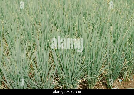 Nahaufnahme der üppigen grünen Reisfelder mit lebendigem Wachstum und detaillierter Textur der Pflanzen in einer ruhigen ländlichen Umgebung Stockfoto