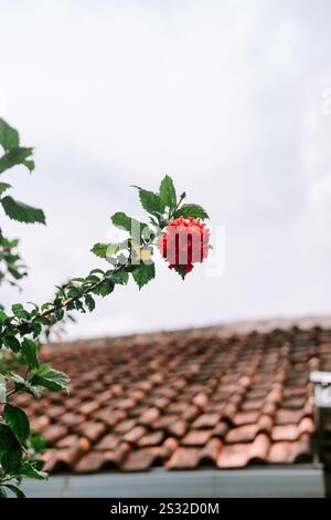 Hibiscus rosa-sinensis, umgangssprachlich bekannt als chinesischer Hibiskus, Chinesische Rose, hawaiianischer Hibiskus, Rosenmalve und Schueblack-Pflanze Stockfoto
