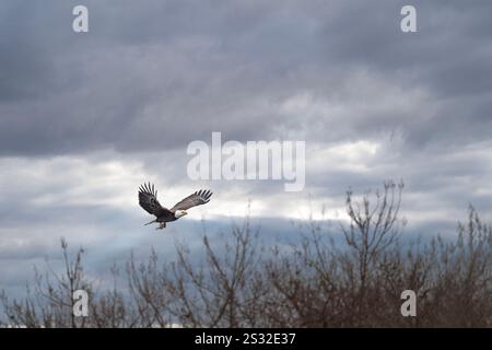 Amerikanischer Weißkopfseeadler steigt im Flug auf, nachdem er einen Fisch gefangen hat Stockfoto