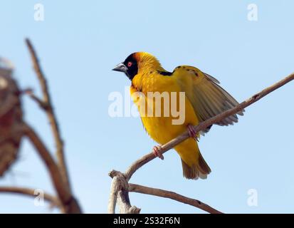 Dorfleber, Fleckenweber, Dorfweber, Tisserin Gendarme, Ploceus cucullatus, málinkó-szövőmadár, Mabamba Bay Wetland, Uganda, Ostafrika Stockfoto