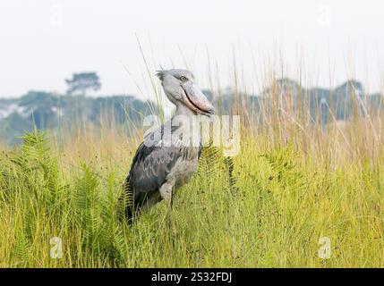 Schuhpanzer, Schuhschnabel, Abu Markub, Schuhschnabel, Bec-en-Sabot du Nil, Balaeniceps rex, papucscsőrű madár, Mabamba Bay Wetland, Uganda, Afrika Stockfoto