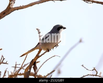 Südliche Graukrabbe Lanius meridionalis, El Cotillo, Fuerteventura, Kanarische Inseln, Spanien. Stockfoto