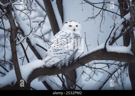 Verschneite Eulenäste. Winter-Raptor. Ai Generieren Stockfoto