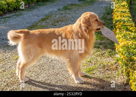 Ein schöner Hund bringt seinem Besitzer ein Paket Stockfoto