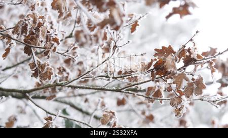Zweige, die im Winter mit Raureif bedeckt sind. Stockfoto