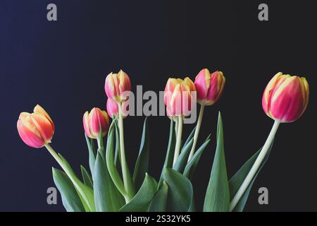 Ein Tulpenstrauß auf schwarzem Hintergrund. Stockfoto