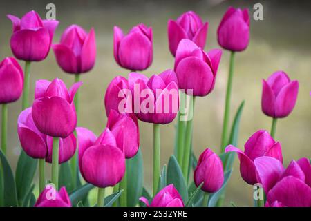 Eine lebendige Gruppe rosa Tulpen in Blüte. Stockfoto