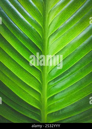 Eine detaillierte Nahaufnahme eines lebendigen grünen Blattes. Stockfoto