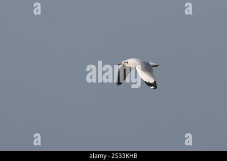 Braunkopfmöwe (Chroicocephalus brunnicephalus) im Flug Stockfoto