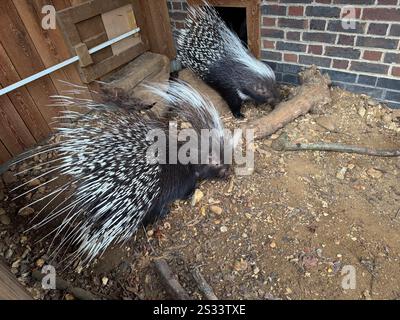 Zwei Kap-Stachelschweine in ihrem Gehege Stockfoto
