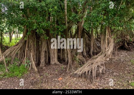 Baum mit mehreren Roots. San Antonio del Cacao. Amazonas, Perú. Stockfoto