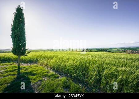 Monteroni d'Arbia, Zypressen- und Weizenfeld entlang der Route der Via Francigena. Provinz Siena, Toskana. Italien, Europa. Stockfoto