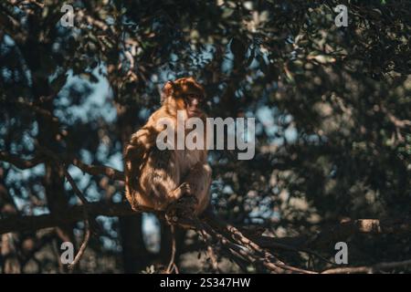 Ein Berbermakaken, der im Wald im Atlasgebirge von Marokko, Afrika, gesichtet wurde Stockfoto