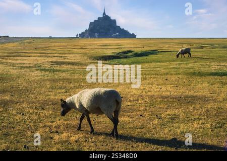 Wunderschöner Blick auf die berühmte historische Gezeiteninsel Le Mont Saint-Michel mit Schafen, die auf Feldern weiden, Normandie, Nordfrankreich Stockfoto
