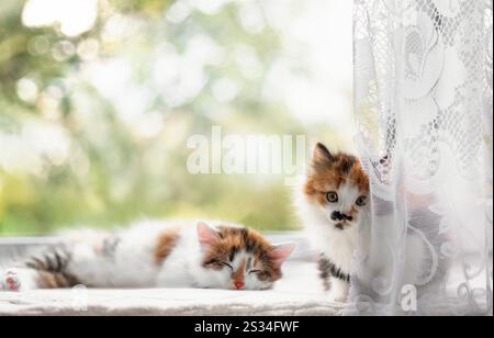 Zwei süße kleine Kätzchen auf der Fensterbank schlafen und schauen aus Tüll Stockfoto