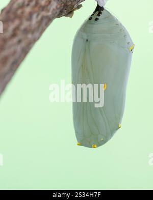 Makro einer Monarchschmetterling-Chrysalis auf weichgrünem Hintergrund Stockfoto