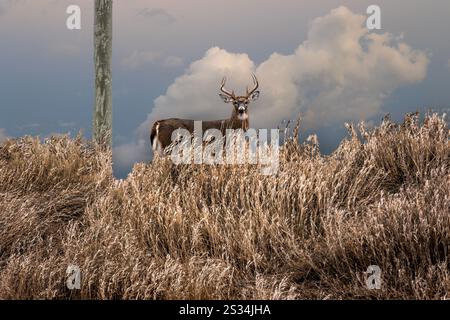 Junger Buck, der auf einem Feld steht. Stockfoto