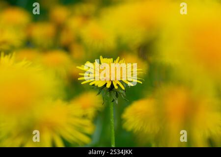 Löwenzahn, Kuhblume, Taraxacum officinale, Taraxacum Sekt Ruderalia, Blume, Schleswig-Holstein, Deutschland Stockfoto