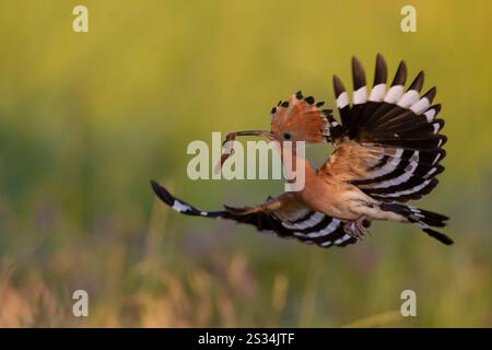Wiedehopf, Upupa epops, Erwachsener Vogel im Flug, Brandenburg, Deutschland Stockfoto