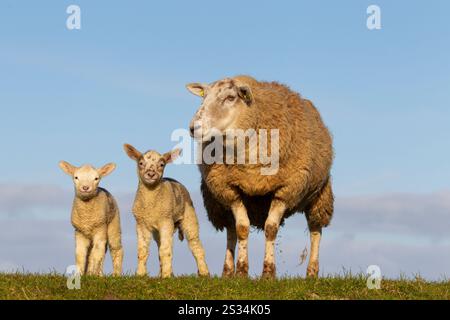 Hausschafe, Ovis orientalis aries, Schaf mit Lämmern, Schleswig-Holstein, Deutschland Stockfoto