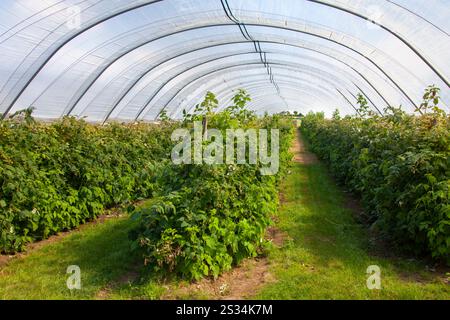 Raspberry, Rubus idaeus, raspberry cultivation, breeding, Schleswig-Holstein, Germany Stockfoto